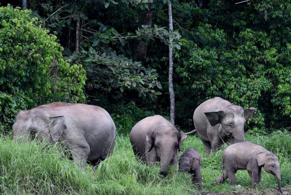 Sebelum ini, tular di media sosial beberapa gajah liar berkeliaran di Kampung Triang Besar. Gambar hiasan