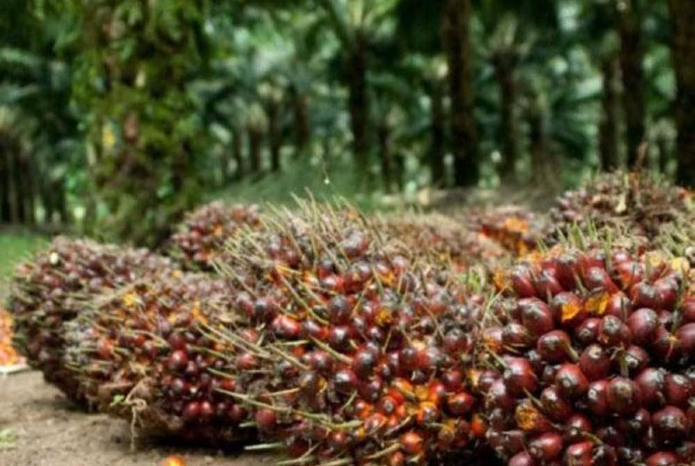 KPK telah mengemukakan dua cadangan kepada MOF untuk dimasukkan ke dalam Belanjawan 2025 bagi memperkasakan industri sawit. Gambar hiasan