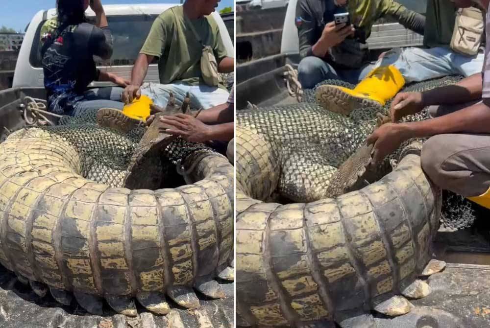 Seekor buaya dinaikkan ke dalam sebuah pacuan empat roda.