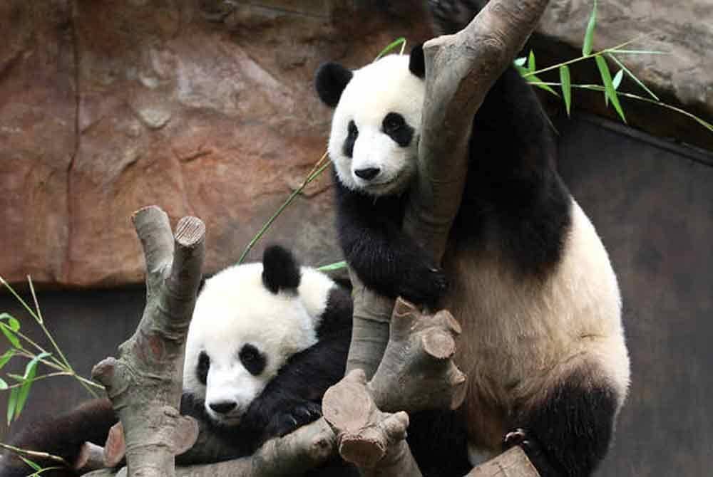 Pasangan panda yang diberi nama An An dan Ke Ke itu akan menetap di Ocean Park Hong Kong - Foto: Agensi