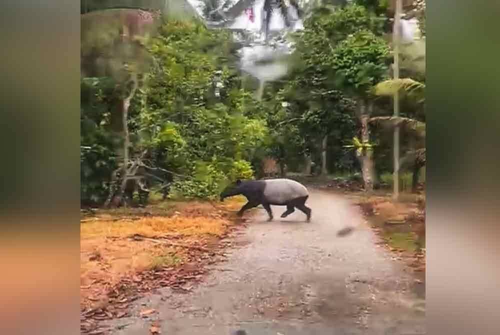 Kelibat tapir betina yang berjaya dirakam oleh penduduk kampung.