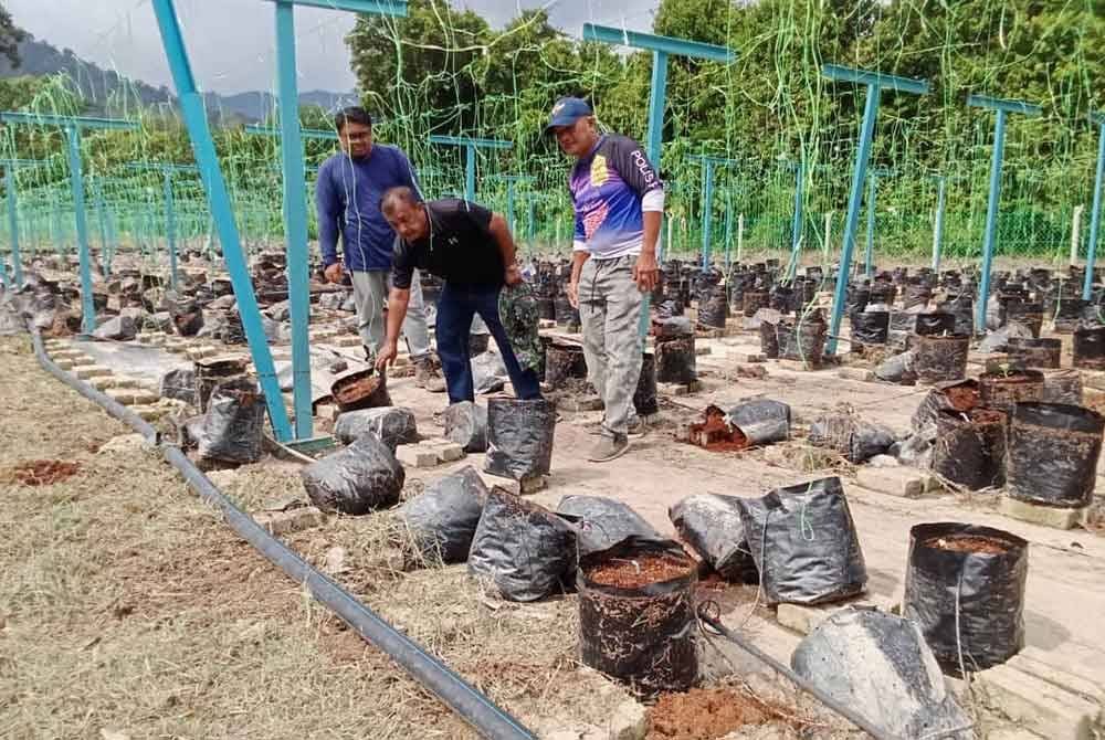 Keadaan polibeg berisi rock melon yang rosak akibat banjir.