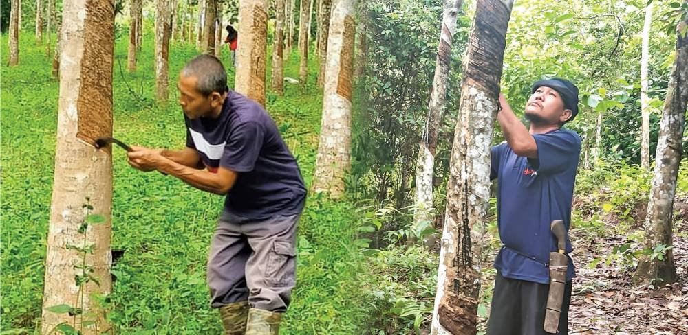 Mohd Daud (kiri) dan Radzil (kanan) menoreh getah untuk menyara keluarga mereka.