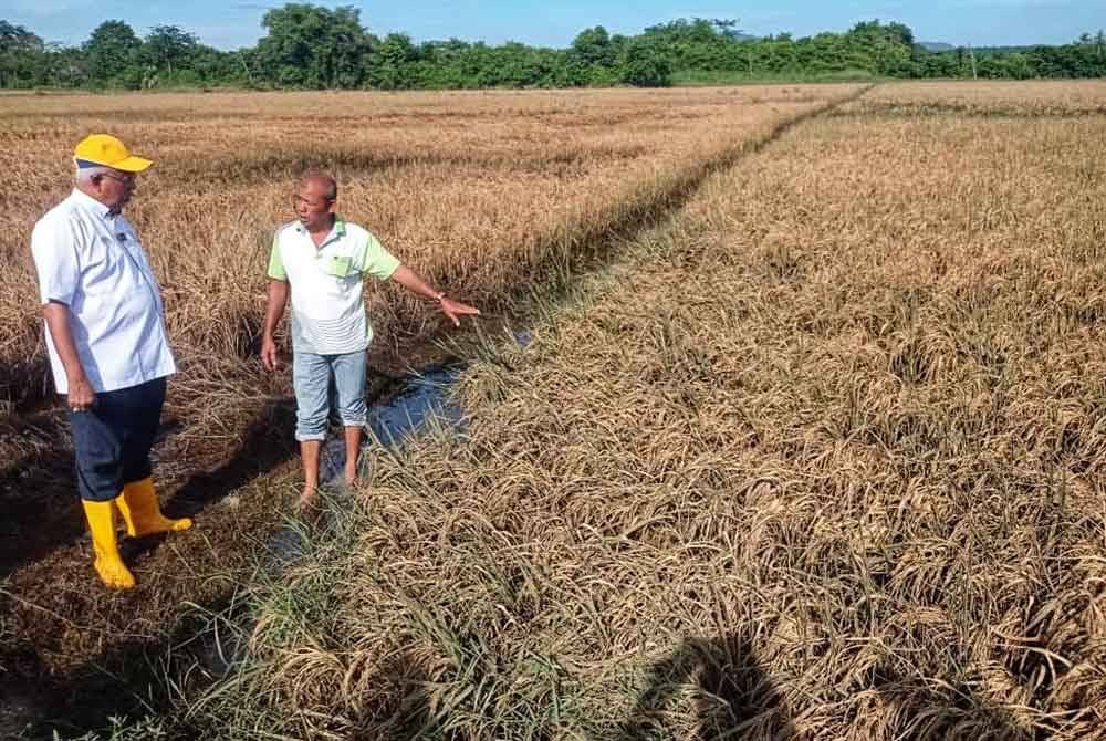 Mahfuz (kiri) meninjau kawasan sawah yang terjejas akibat banjir.