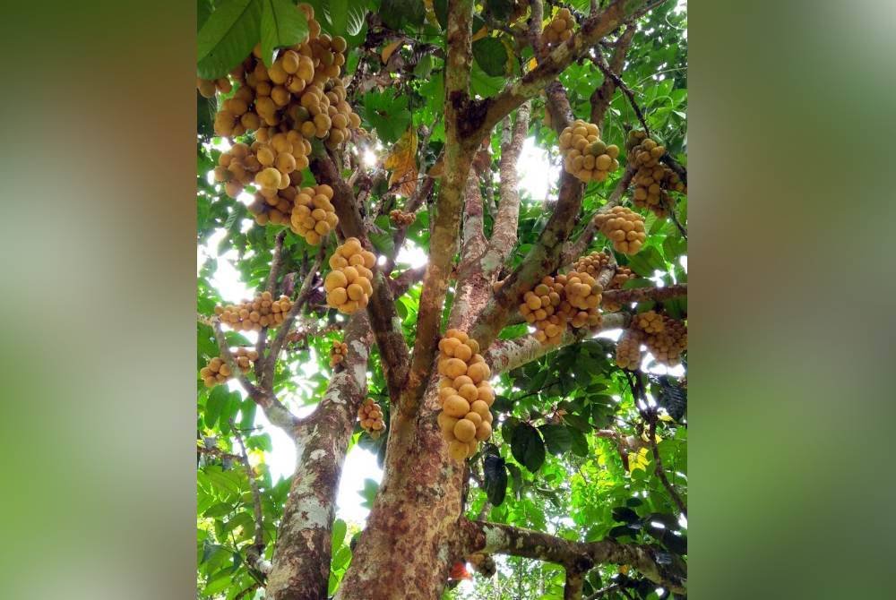 Mangsa ditemukan meninggal dunia di atas pokok dokong di sebuah kebun dalam kejadian di Kampung Jerek pada Khamis. Foto hiasan