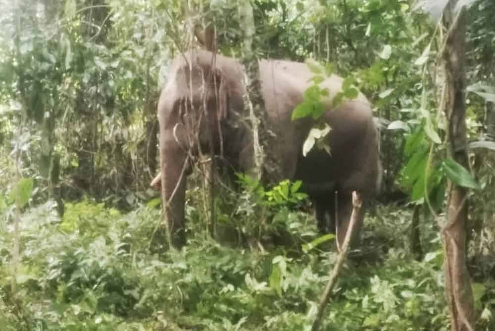 Perhilitan Kelantan menangkap seekor gajah jantan di Kampung Lama, Kuala Balah di Jeli pada Khamis manakala seekor beruang jantan ditangkap di Bukit Langsat, Gual Ipoh, Tanah Merah.