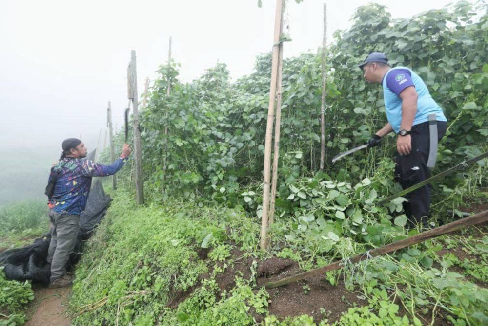 Anggota penguat kuasa JPNP meruntuhkan para tanaman kekacang dalam kawasan Hutan Simpan Bertam pada operasi pemusnahan bersepadu di Cameron Highlands, kelmarin.