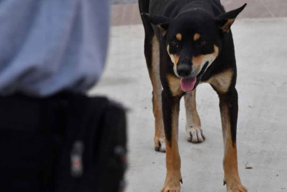 Kerajaan Bali mempercepatkan vaksinasi anjing dan kucing untuk mencegah penularan virus rabies. Foto hiasan