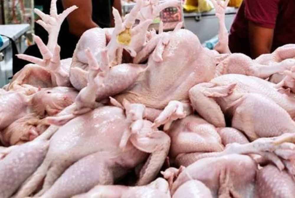 Jika hukum ekonomi penawaran dan permintaan hendak dipakai, sampai bila-bila pun harga ayam tidak turun-turun. Foto hiasan