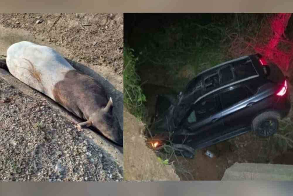 Seekor tapir jantan mati selepas dirempuh sebuah kereta di Jalan Bukit Rokan Barat, Jempol malam Isnin.