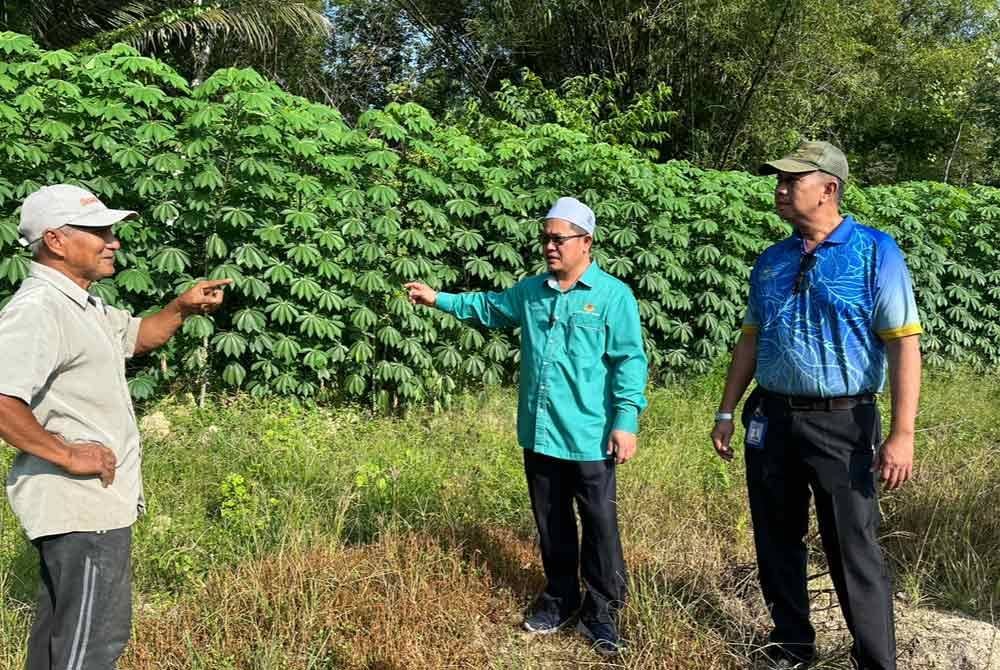 Abang Saifulhadi (kanan) bersama Tuan Mohd Saripudin (tengah) melihat tanaman ubi kayu sebagai pagar kebun betik di Selising, Pasir Puteh.