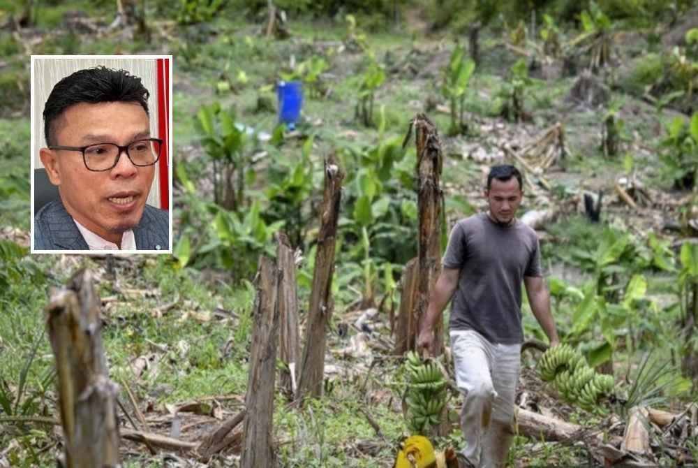 Pekebun yang mengalami kerugian hasil tanaman akibat ancaman haiwan liar boleh mengemukakan tuntutan pampasan terhadap kerosakan yang berlaku. - Gambar hiasan. Gambar kecil: Mohd Azizi