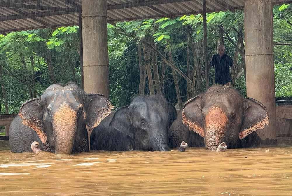 Beberapa ekor gajah mengharungi banjir selepas pusat perlindungan gajah tenggelam. - Foto AFP