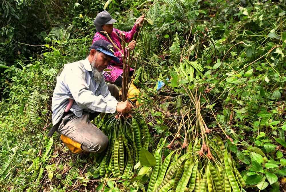 Pengerusi Koperasi Orang Asli Pos Musoh, Kamal Bah Kan Lok (kanan) yang juga pemetik petai bersama isterinya mengredkan petai sebelum dibawa keluar dari hutan di Perkampungan Orang Asli Pos Musoh baru-baru ini. Foto Bernama