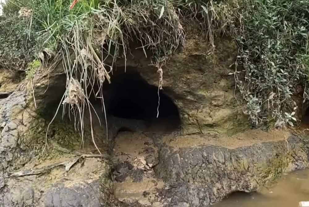 Keadaan tebing sungai yang dikorek oleh ikan bandaraya.