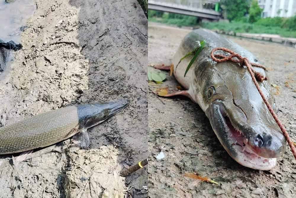 Ikan alligator gar yang ditangkap pemancing di Sungai Klang, baru-baru ini. Foto: Tular Facebook