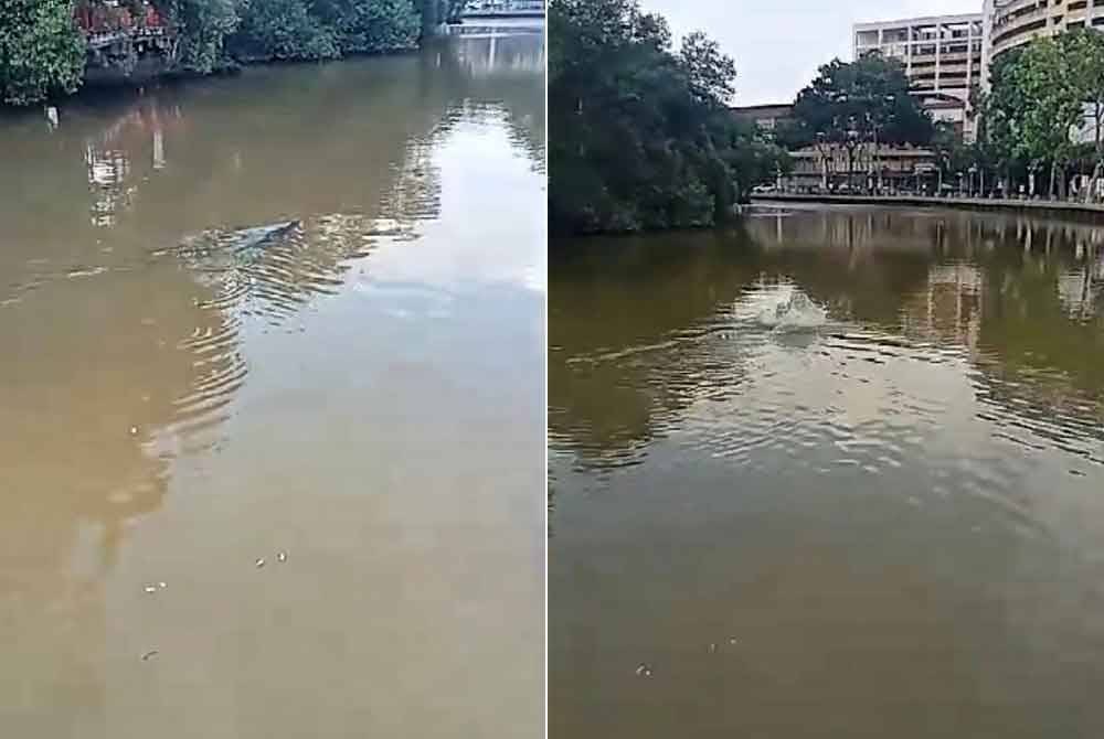 Seekor buaya mengekori biawak sebelum membaham reptilia itu.