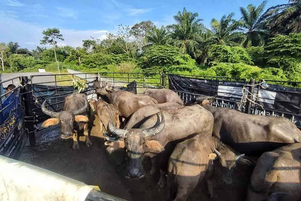 Kerbau yang ditangkap MPAG dalam Op Ternakan Berkeliaran.