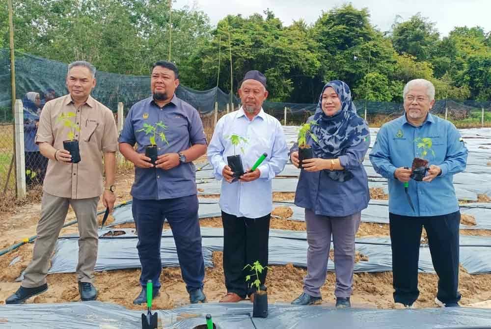 Norsiyenti (dua dari kanan) menunjukkan betik jenis sekaki yang ditanam di Masjid Al Lattifiyah Kampung Loh, Karai pada Selasa.