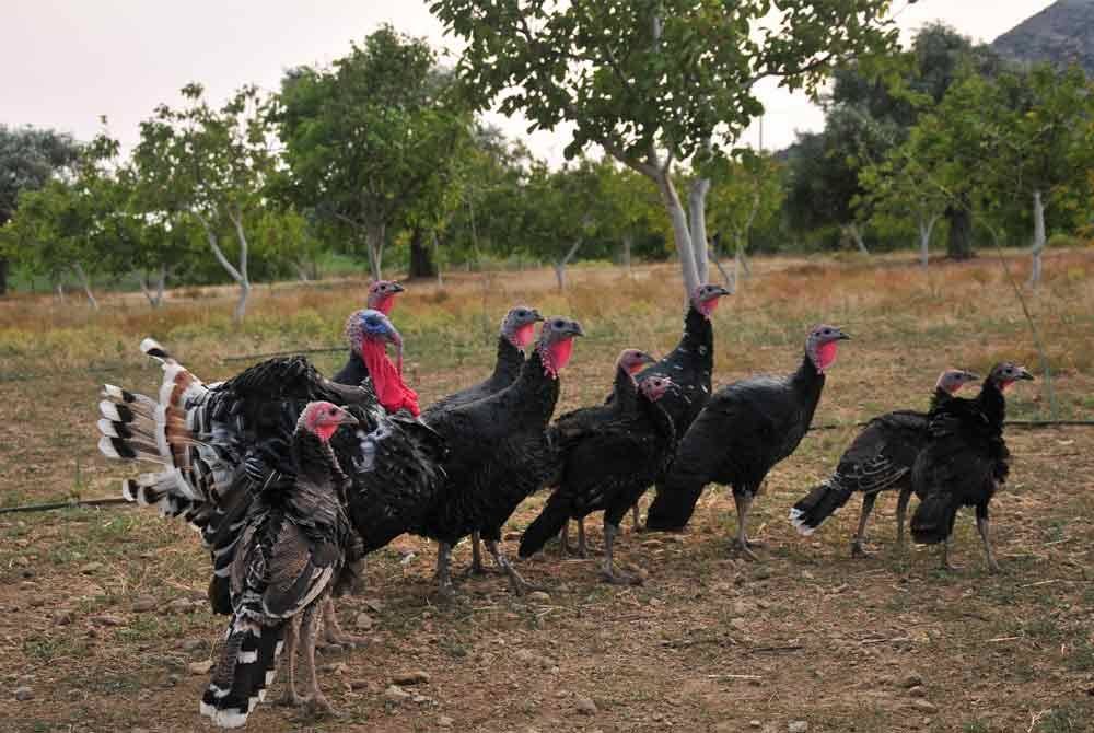 DVS mengesahkan tiada wabak penyakit berlaku dalam pengeluaran ayam belanda dan bekalan negara sempena musim perayaan dijangka stabil. - Gambar hiasan 123RF