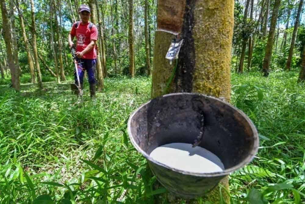 RISDA wujudkan kolaborasi strategik tangani kebun getah tidak bertoreh.