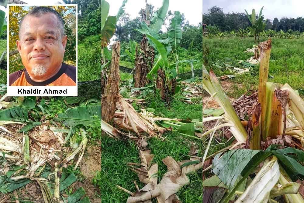 Keadaan kebun pisang dan pagar kawasan tanamannya yang rosak akibat serangan haiwan liar tersebut.