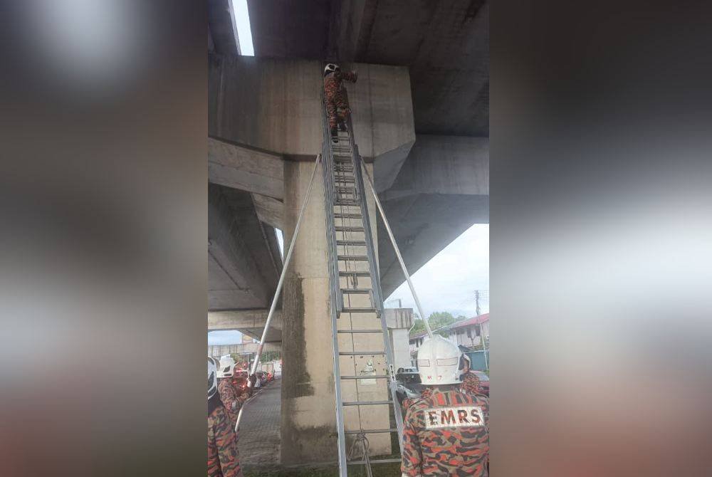 Anggota bomba menggunakan tangga bagi menyelamatkan kucing yang berada di bawah jejambat Luyang, Kota Kinabalu.