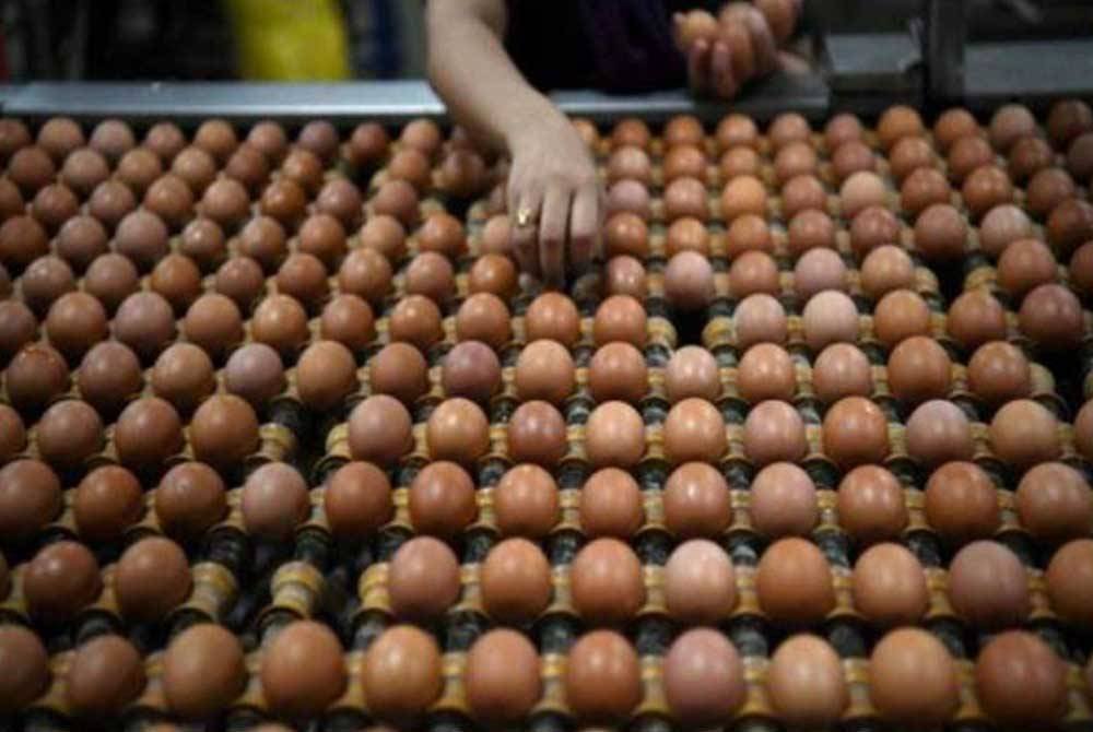 China dan Jepun merupakan dua negara yang mencatatkan penggunaan telur tertinggi di dunia. Gambar hiasan 