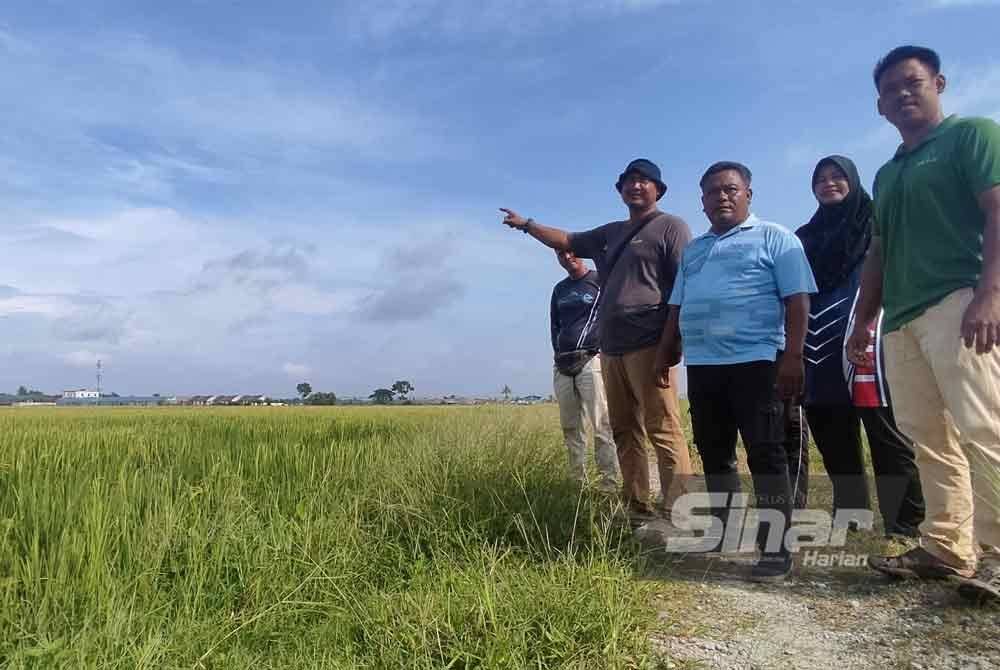 Abdul Rashid (dua dari kiri) bersama beberapa pesawah menunjukkan tanaman padi fasa ketiga di Padang Langgar, Alor Setar yang sedang menunggu masa untuk dituai pada Jumaat.