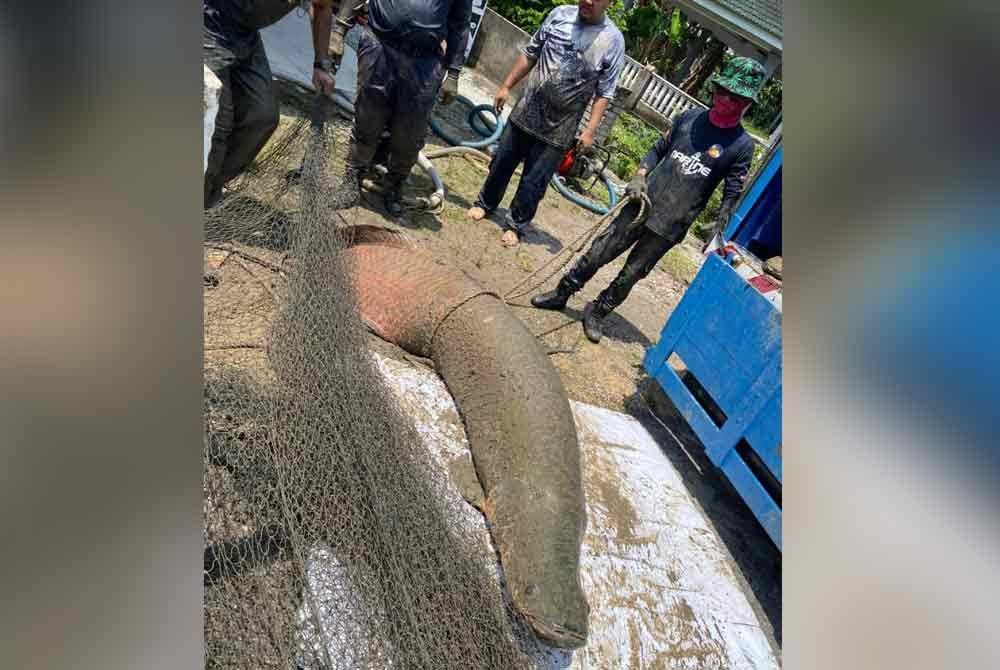 Seekor arapaima seberat 200 kg dengan panjang lebih 2 meter berjaya ditangkap dalam operasi di Masjid Tanah, Melaka pada Jumaat.