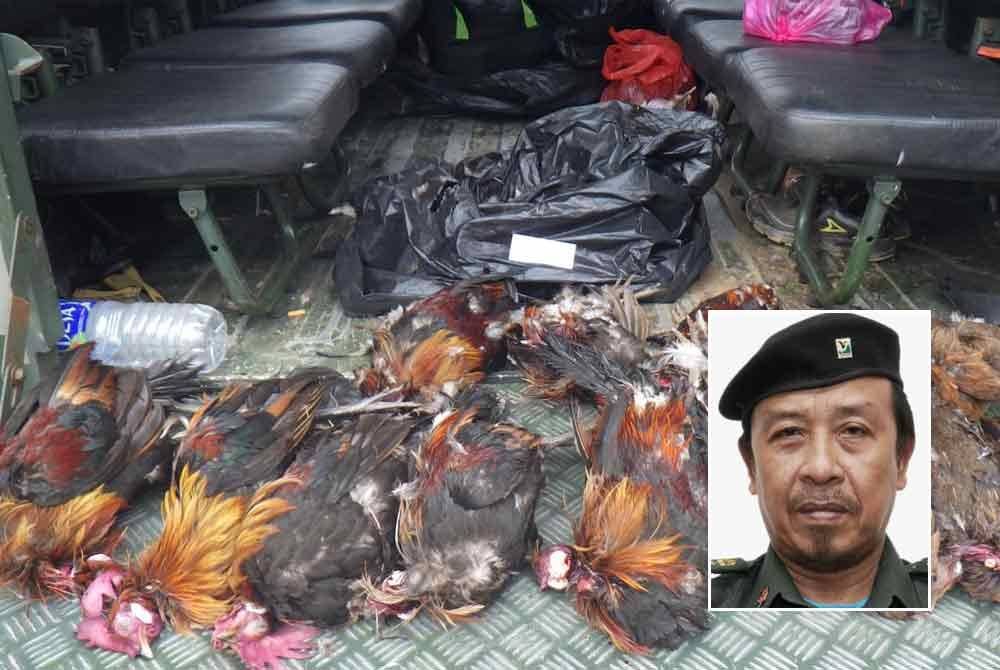 Ayam hutan yang sudah mati dirampas menerusi Operasi Bersepadu Khazanah (OBK). Gambar kecil: Abdul Kadir