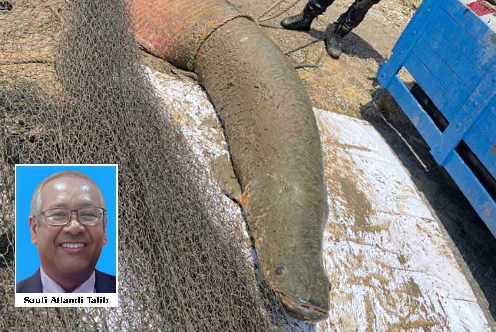 Ikan arapaima gergasi ditangkap di Masjid Tanah, Melaka pada Jumaat lalu.