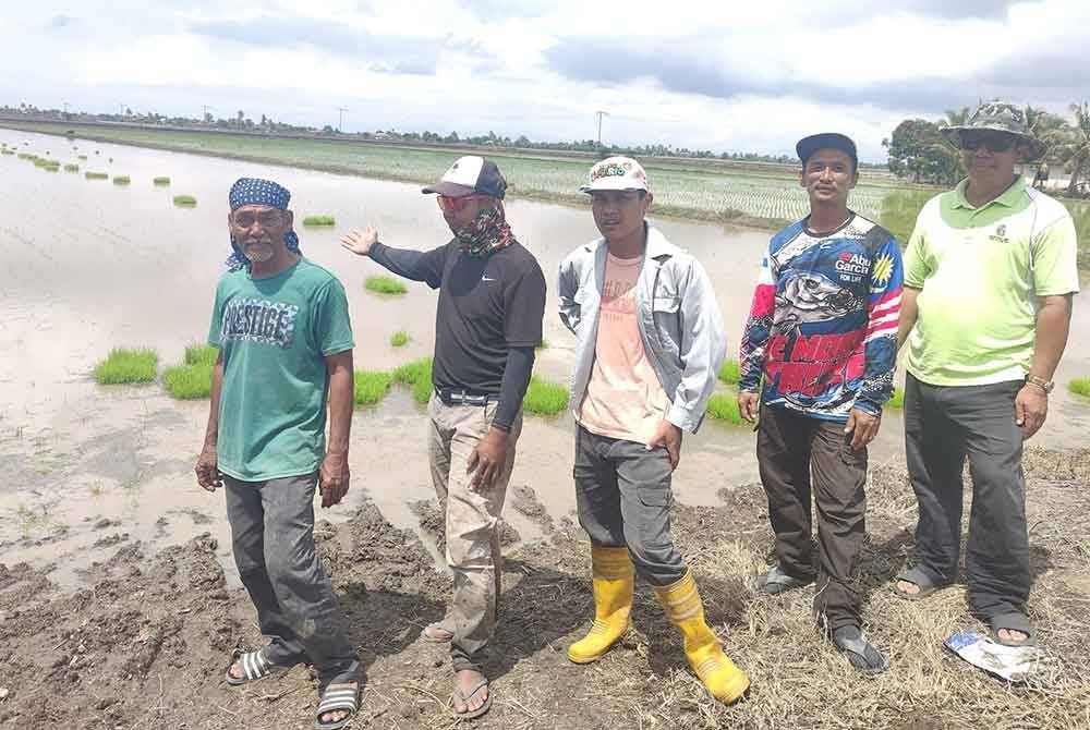 Khairul Idham (dua dari kiri) menunjukkan kawasan tanaman padinya di Parit 6 ditenggelami banjir sejak Jumaat lalu.