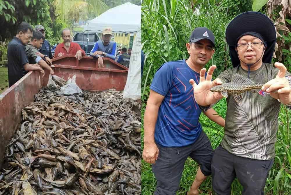 Program yang berakhir hari ini telah berjaya menangkap sebanyak 1094.6 kilogram (kg) ikan asing iaitu 942 kg ikan bandaraya dan 149.65 kg ikan tilapia hitam. Kasim (kanan) menunjukkan ikan asing yang berjaya ditangkap.