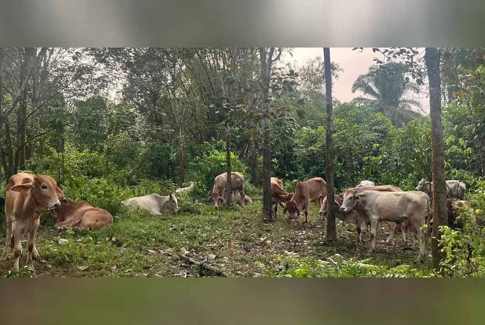 Lembu yang ditinggalkan oleh penyeludup di sempadan Malaysia.