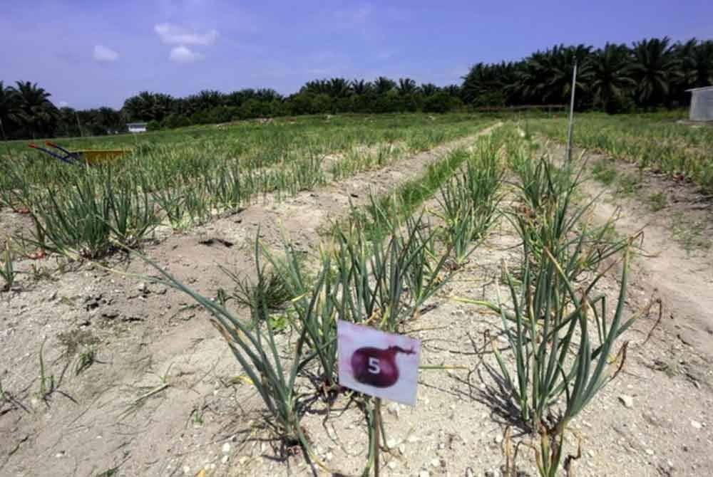 Kejayaan projek rintis di Kampung Kuala Bikam menjadi titik tolak bagi usaha memperluas penanaman bawang dalam skala yang lebih besar. Foto fail Bernama