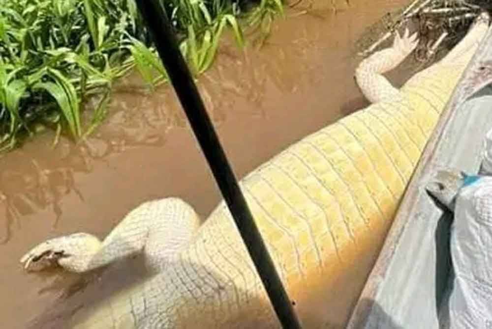 Tular gambar dan video bangkai buaya yang ditemui di sungai Ban Kenal Tanjong Karang.