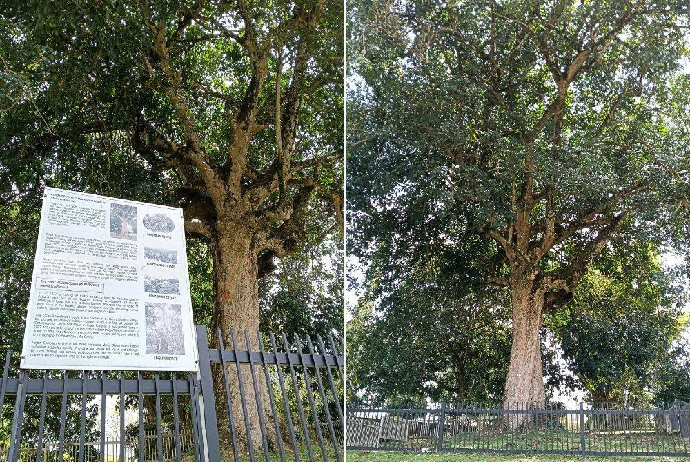 Berusia lebih seabad, pokok getah yang antara yang pertama ditanam di negara ini masih subur berdiri utuh di tengah bandar, sekaligus menjadi tarikan pelancong ke negeri beradat ini. - Foto Bernama