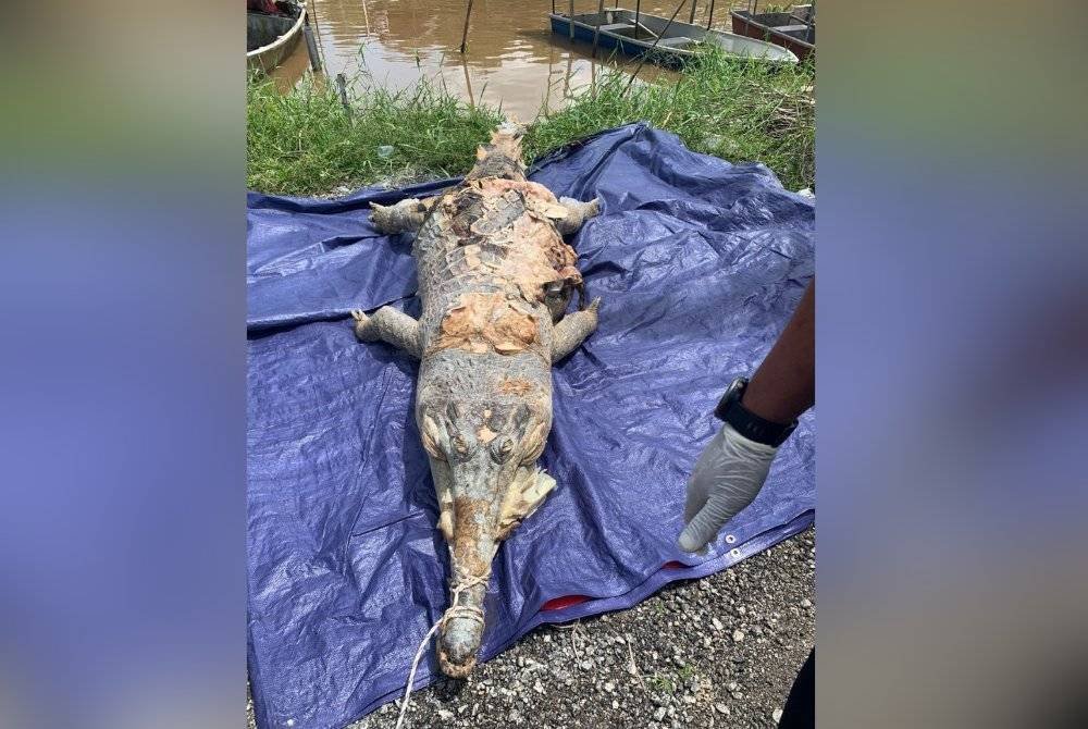 Bangkai buaya seberat 250kg itu telah dibawa naik ke darat dan dihantar ke PKHL Sungai Dusun, Selangor untuk tindakan lanjut.