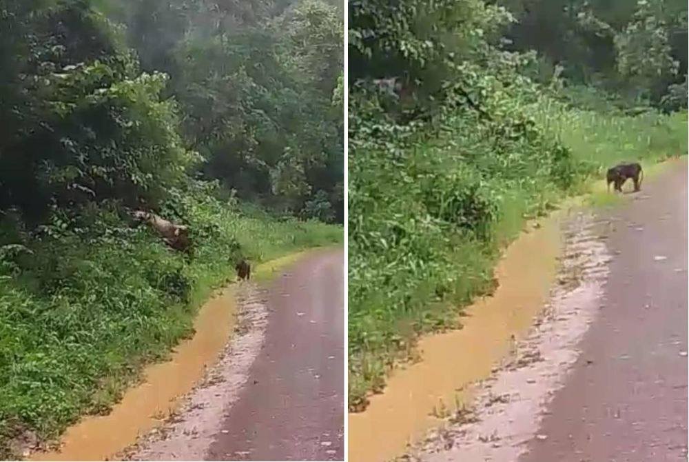 Anak gajah yang terjatuh ke dalam lubang diselamatkan dan dipertemukan dengan ibunya di kawasan ladang Benta Wawasan, Tawau.