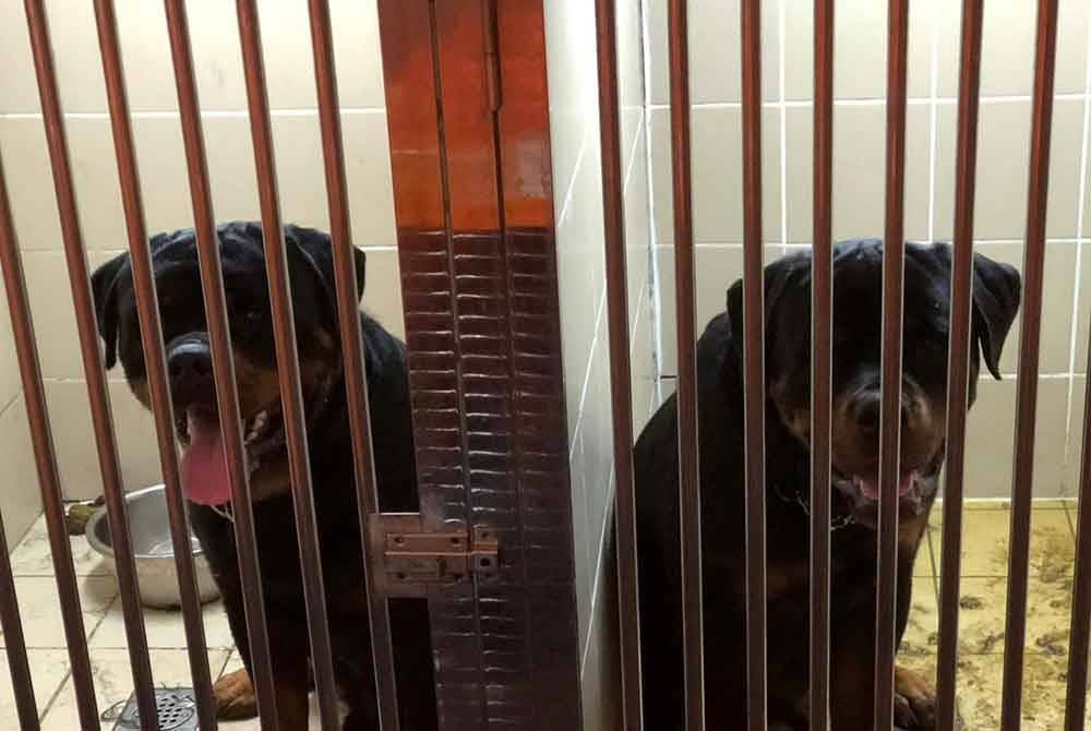 Dua anjing baka Rottweiler dirampas Maqis Selangor selepas didapati dibawa masuk menggunakan permit import palsu pada Sabtu lalu.