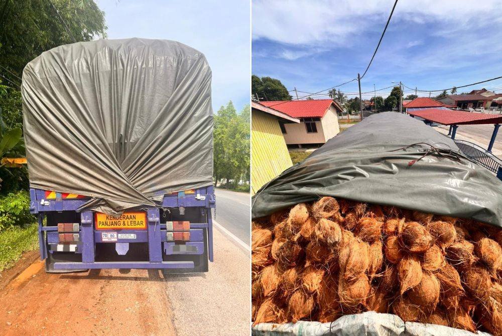 Polis menggagalkan cubaan menyeludup 41,000 kilogram buah kelapa yang dianggarkan bernilai RM205,000 di Kampung Bunohan, Tumpat, pada Isnin. Foto Facebook Briged Tenggara PGA Rasmi