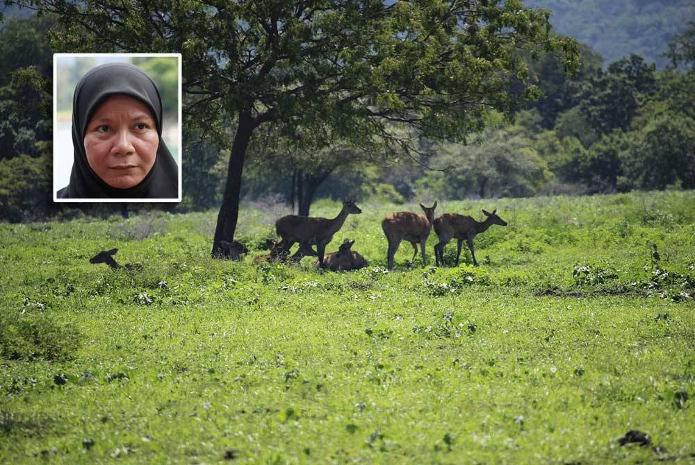 Pihak berkuasa mengesan taktik digunakan kumpulan tertentu yang mengambil kesempatan dengan mengeksploitasi masyarakat Orang Asli bagi mengaut hasil hutan dan memburu hidupan liar. - Gambar hiasan 123RF (Gambar kecil: Sharena)