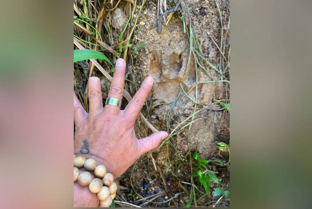 Tapak kaki harimau yang ditemui di hutan selepas menyerang mangsa warga Myanmar.