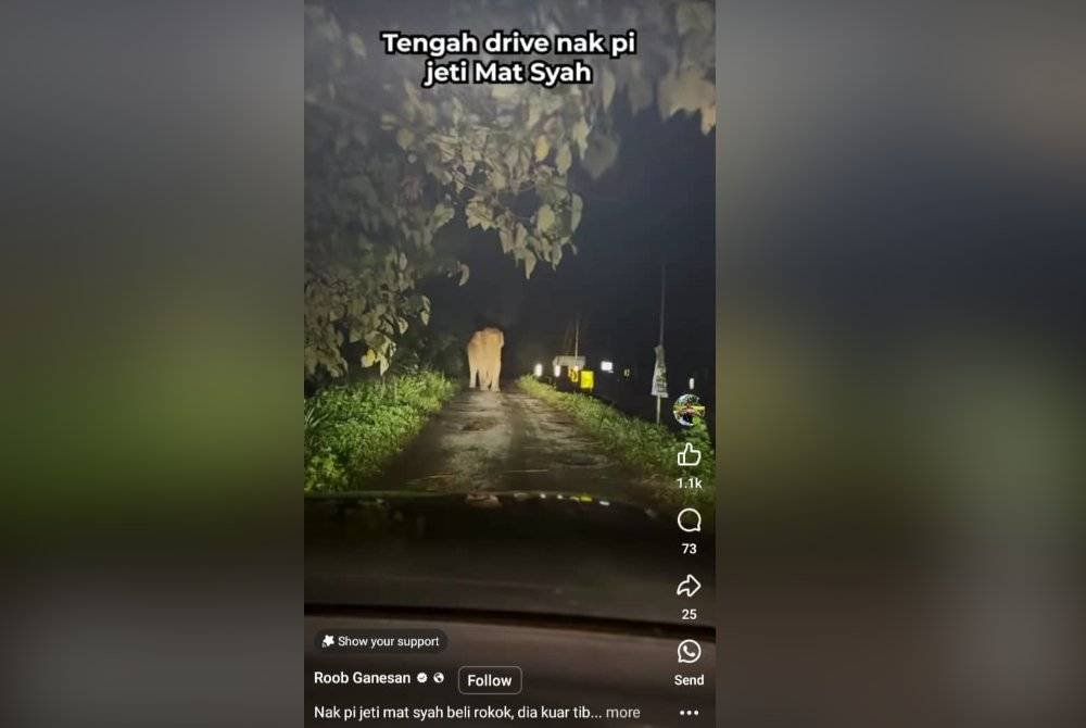 Tular satu video yang memaparkan seekor gajah sedang berada di atas jalan tanpa berkumpulan.