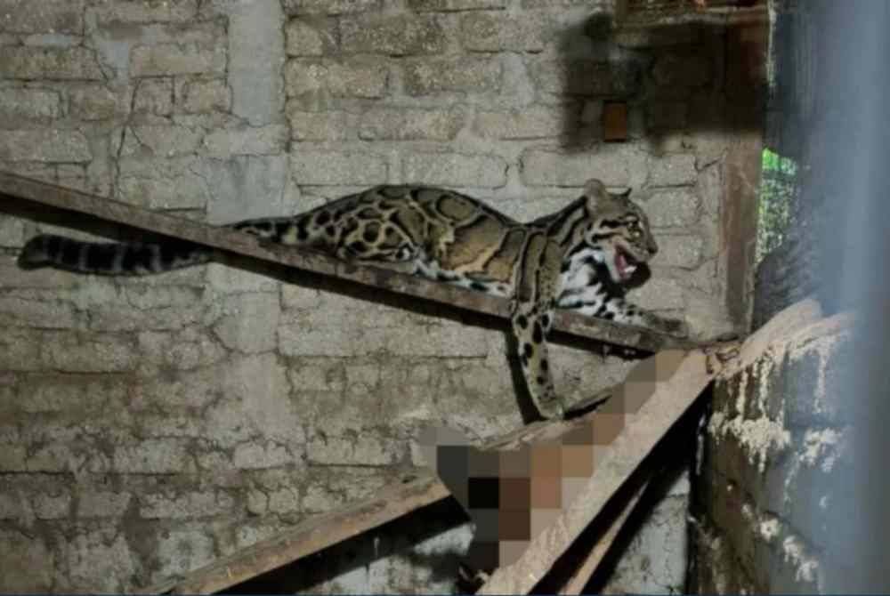 Seekor harimau dahan yang ditemui dalam reban ayam milik penduduk menyebabkan haiwan peliharaan penduduk itu mati sebelum ditangkap APM. Foto APM