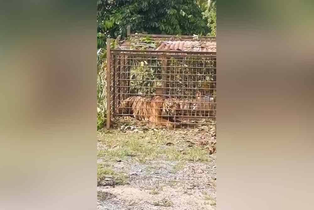 Harimau belang yang dipercayai menyerang dua lelaki sehingga maut sebelum ini berjaya memasuki perangkap Perhililitan.