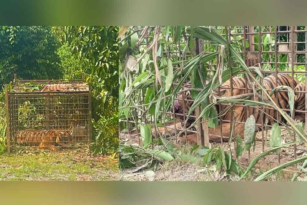 Harimau belang yang memasuki perangkap dipasang Perhilitan di Hentian Damai, Batu 17, Jeli. Foto Perhilitan