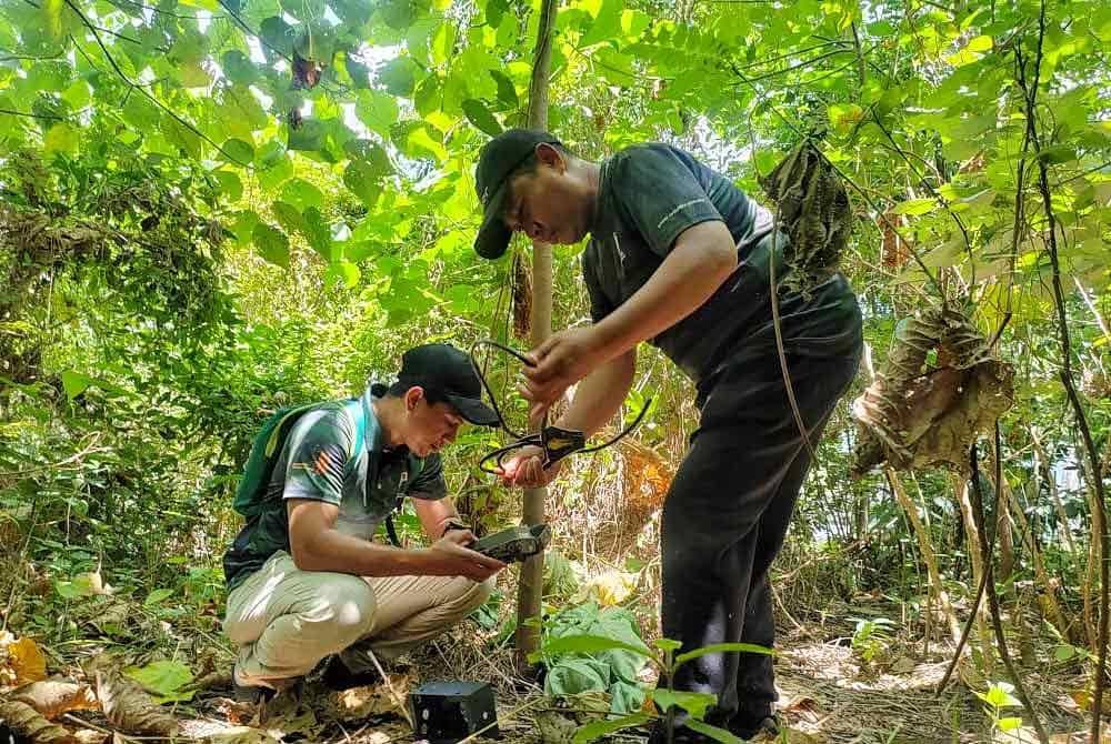 Kakitangan Perhilitan Melaka sedang memasang kamera bagi mengesan kehadiran binatang liar itu di Kampung Bukit Tampoi, di sini, pada Isnin.