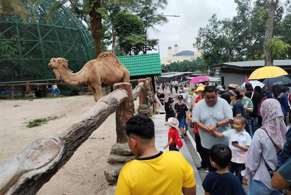 Pengunjung Zoo Johor berpeluang melihat unta dari dekat.